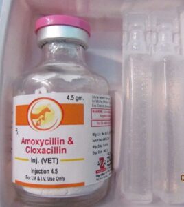 Buy Amoxicillin Injection Online | Kihorse Med